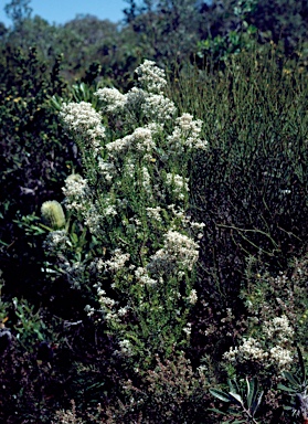 APII jpeg image of Conospermum taxifolium  © contact APII