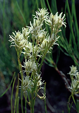 APII jpeg image of Conospermum teretifolium  © contact APII