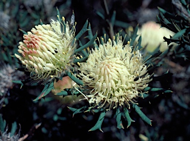 APII jpeg image of Banksia carlinoides  © contact APII