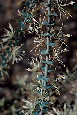 APII jpeg image of Grevillea amplexans subsp. semivestita  © contact APII