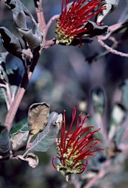 APII jpeg image of Grevillea aquifolium  © contact APII