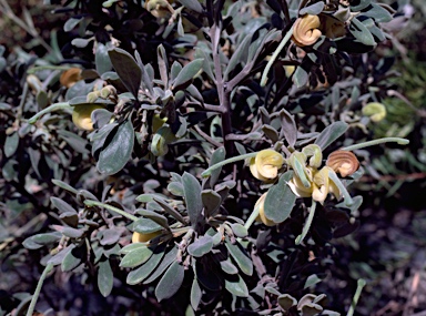 APII jpeg image of Grevillea arenaria  © contact APII