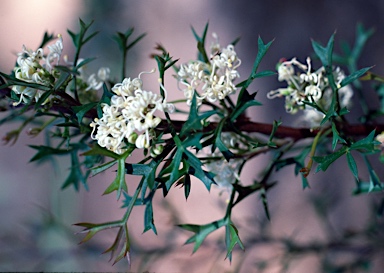 APII jpeg image of Grevillea trifida  © contact APII