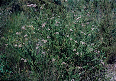 APII jpeg image of Grevillea buxifolia subsp. buxifolia  © contact APII