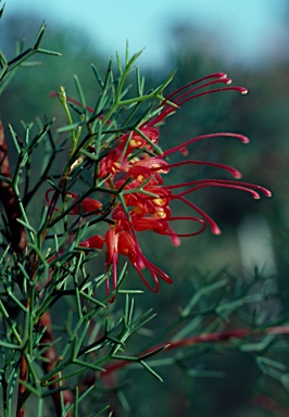 APII jpeg image of Grevillea dielsiana  © contact APII