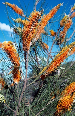 APII jpeg image of Grevillea excelsior  © contact APII
