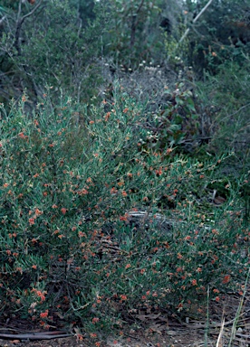 APII jpeg image of Grevillea fasciculata  © contact APII