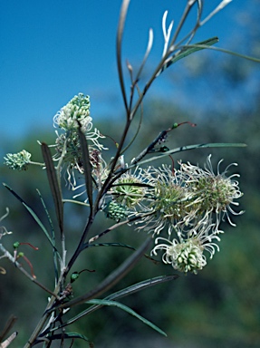 APII jpeg image of Grevillea commutata subsp. commutata  © contact APII