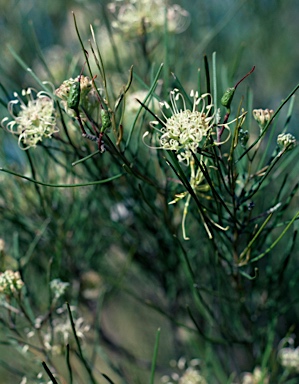 APII jpeg image of Grevillea hakeoides subsp. stenophylla  © contact APII