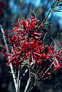 APII jpeg image of Grevillea huegelii  © contact APII