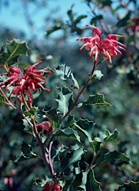 APII jpeg image of Grevillea insignis  © contact APII