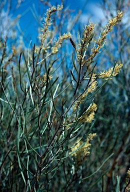 APII jpeg image of Grevillea biformis subsp. biformis  © contact APII