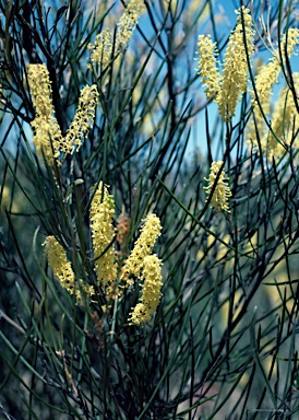 APII jpeg image of Grevillea didymobotrya subsp. involuta  © contact APII