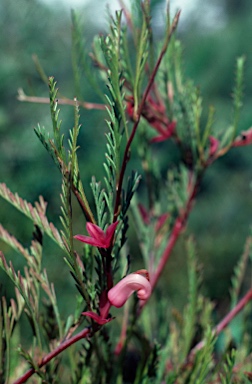 APII jpeg image of Grevillea involucrata  © contact APII