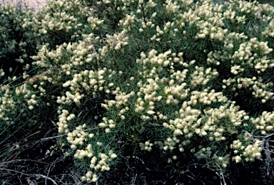 APII jpeg image of Grevillea leucoclada  © contact APII