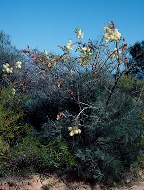 APII jpeg image of Grevillea leucopteris  © contact APII