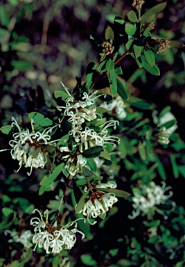 APII jpeg image of Grevillea linearifolia  © contact APII