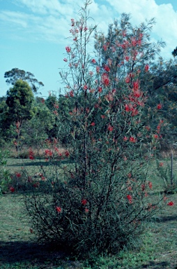 APII jpeg image of Grevillea longistyla  © contact APII