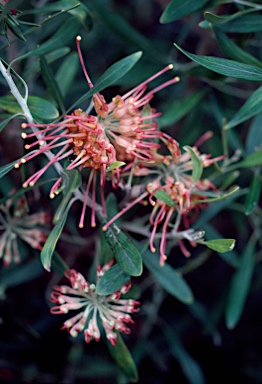 APII jpeg image of Grevillea olivacea  © contact APII