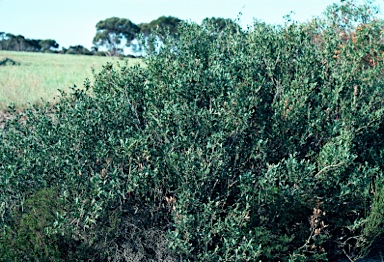 APII jpeg image of Grevillea pectinata  © contact APII