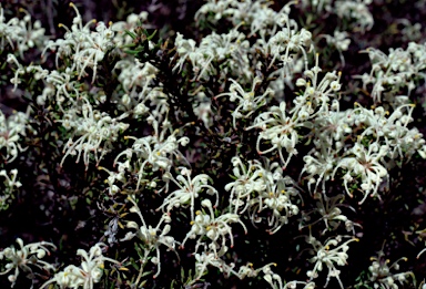 APII jpeg image of Grevillea pilulifera  © contact APII