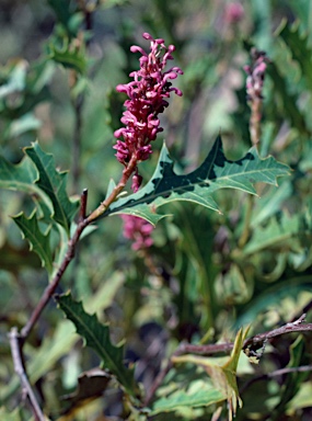 APII jpeg image of Grevillea quercifolia  © contact APII