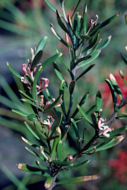 APII jpeg image of Grevillea quinquenervis  © contact APII