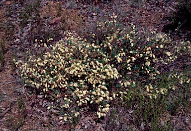 APII jpeg image of Grevillea synapheae  © contact APII