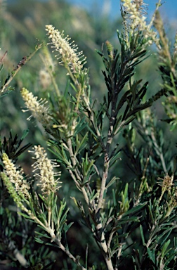 APII jpeg image of Grevillea trachytheca  © contact APII