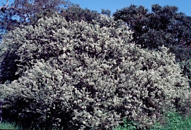 APII jpeg image of Grevillea vestita subsp. vestita  © contact APII