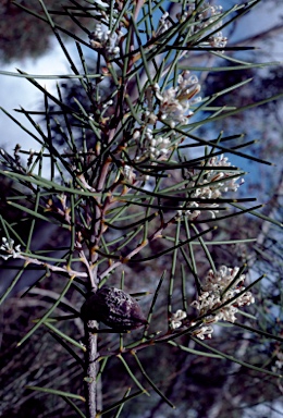 APII jpeg image of Hakea obliqua subsp. obliqua  © contact APII