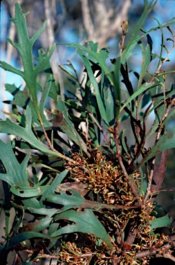 APII jpeg image of Hakea ceratophylla  © contact APII