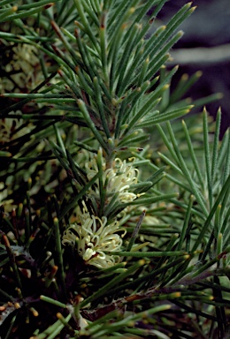 APII jpeg image of Hakea gibbosa  © contact APII