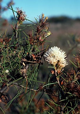 APII jpeg image of Hakea gilbertii  © contact APII