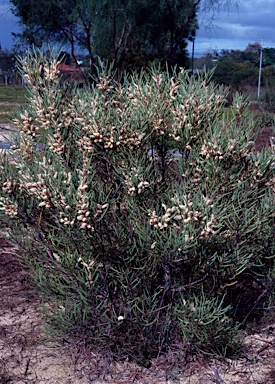 APII jpeg image of Hakea minyma  © contact APII