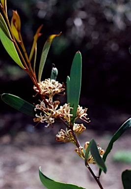 APII jpeg image of Hakea pandanicarpa  © contact APII