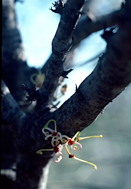 APII jpeg image of Hakea platysperma  © contact APII