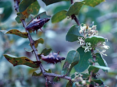 APII jpeg image of Hakea prostrata  © contact APII