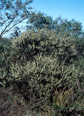 APII jpeg image of Hakea cygna subsp. cygna  © contact APII