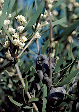 APII jpeg image of Hakea cygna subsp. cygna  © contact APII