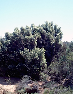 APII jpeg image of Hakea horrida  © contact APII