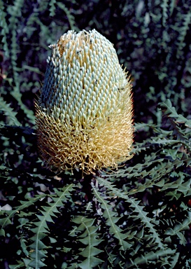 APII jpeg image of Banksia speciosa  © contact APII