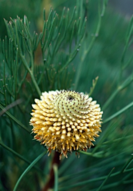 APII jpeg image of Isopogon anethifolius  © contact APII