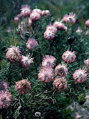 APII jpeg image of Isopogon divergens  © contact APII