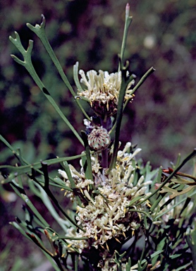 APII jpeg image of Isopogon mnoraifolius  © contact APII