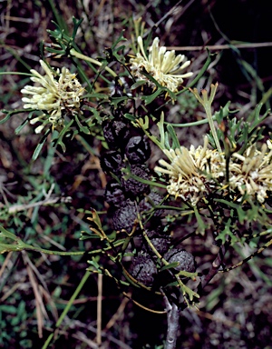 APII jpeg image of Isopogon mnoraifolius  © contact APII