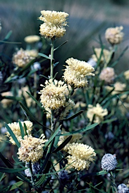 APII jpeg image of Isopogon sphaerocephalus  © contact APII