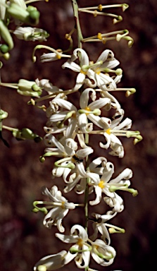 APII jpeg image of Lomatia silaifolia  © contact APII