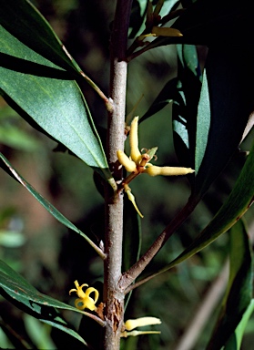 APII jpeg image of Persoonia stradbrokensis  © contact APII