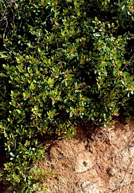 APII jpeg image of Persoonia prostrata  © contact APII